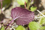 Roundleaf ragwort